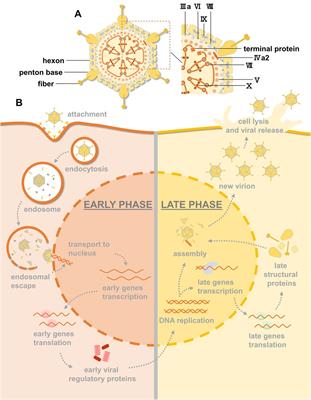 Current antiviral agents against human adenoviruses associated with respiratory infections